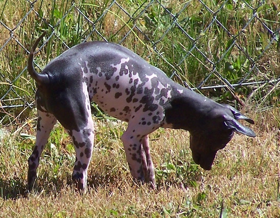 A little gray and pink skinned dog with a long tail that is curling up over his back outside smelling the grass