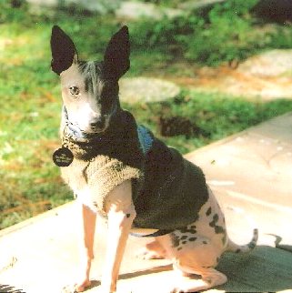 A small dog wearing a sweater with no fur on his body sitting down outside