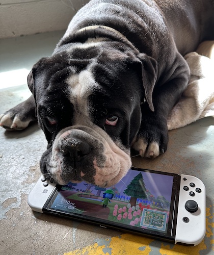 An Olde English Bulldogge, Chewie laying down with his head resting on a white Nintendo Switch game system with Sharon's game on the screen