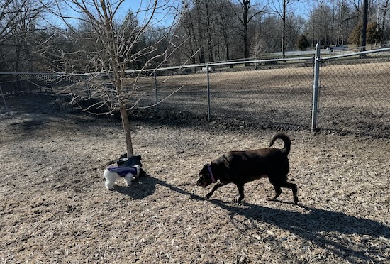 A large Chocolate Labrador Retriever walking over to a small Poodle mix puppy