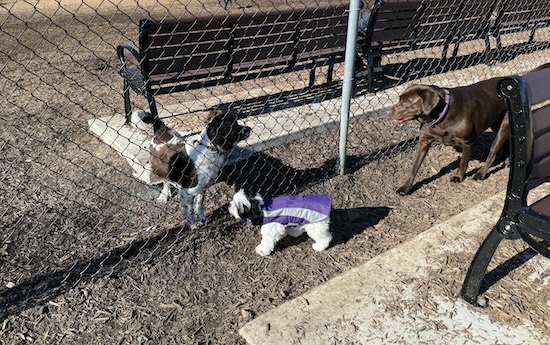 Dogs at a dog park saying hi through a fence