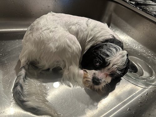 A small wet dog sleeping in a sink.