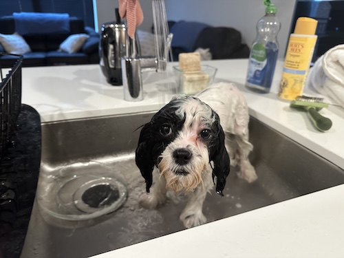 A small wet dog getting a bath in the kitchen sink.