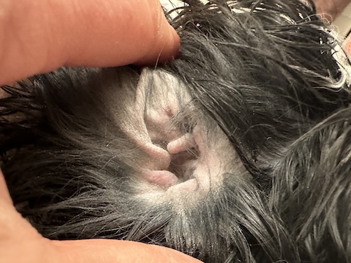 The inside of a small dog's ear canal after using ear powder