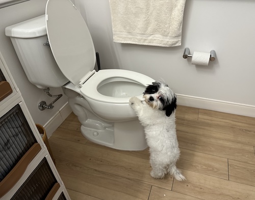 A small white fluffy dog jumped up at a flushing toilet