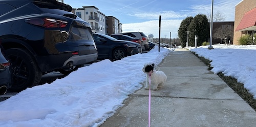 A little Shih-Poo puppy watching people get out of a black car