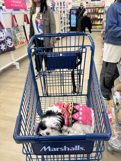 A little dog in a shopping cart at a Marshalls store.