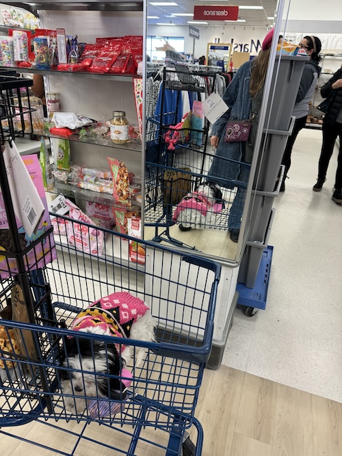 A toy sized dog in a shopping cart at Marshalls home center