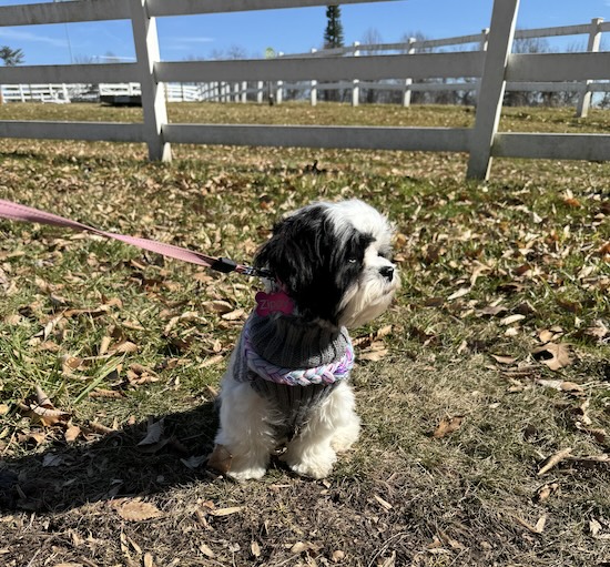 A little Shih-Poo puppy sitting down in the grass outside