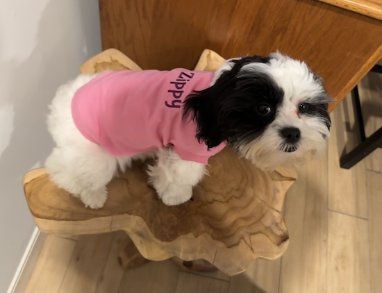 A little dog wearing a pink shirt that says Zippy