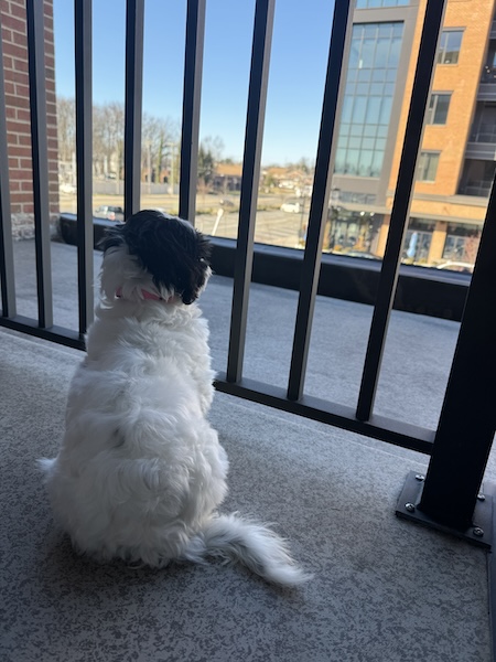 A little dog sitting outside on a balcony in an apartment complex