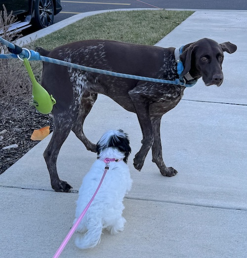 A small white dog with a black face walking up to a GSP dog on a sidewalk