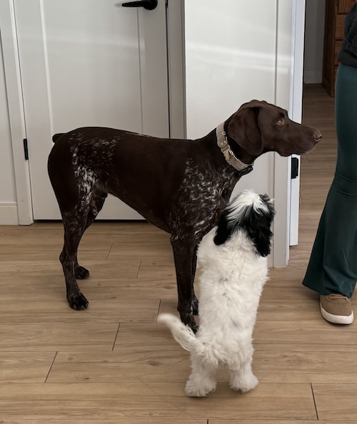 A little fluffy dog jumping on a large breed dog