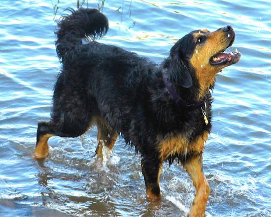 A thick-coated, longhaired black and tan dog trotting through blue water