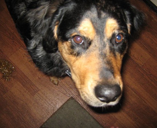 A big black and tan dog with brown eyes and a black nose and fluffy ears that hang to the sides looking up