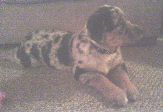 Side view of a merle puppy wearing a black collar laying down
