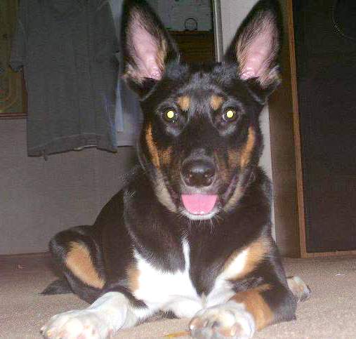 A shiny coated, tricolor, black, tan and white dog with large perk ears that stand up laying down