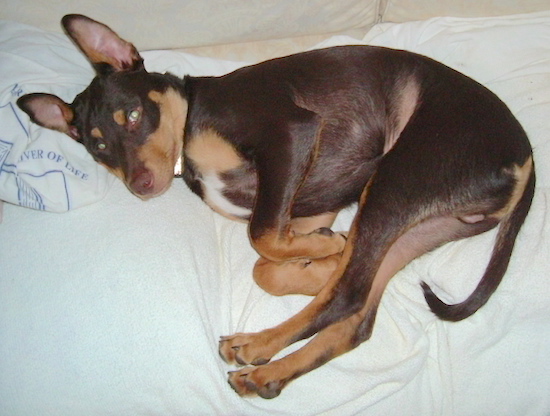 A chocolate brown, tan and white dog laying down on his side on a bed