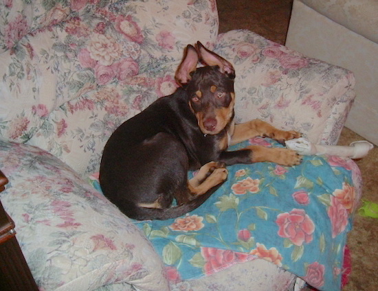 A brown and tan dog with a brown body and tan legs and snout with ears that stand up laying down on a chair with a rawhide bone
