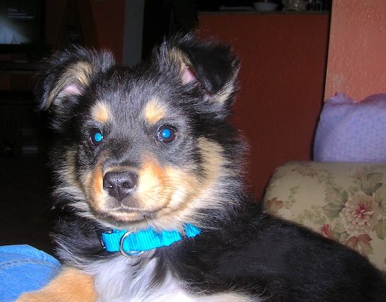 A thick-coated tricolor, black, tan and white puppy with small fold over v-shaped ears wearing a teal blue collar laying down