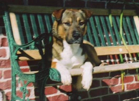 A brown and white dog with small v-shaped ears that fold over to the front laying down on an outside bench