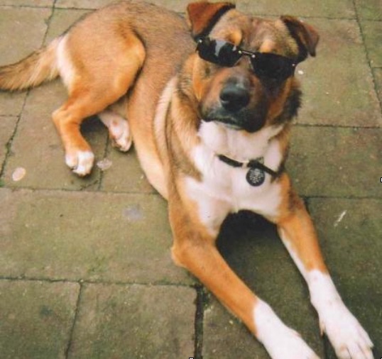 A fawn, white and black dog wearing black sunglasses laying down outside