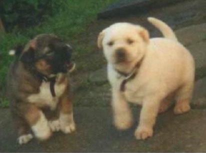 Two little plump puppies, one tricolor and one cream colored side by side outside