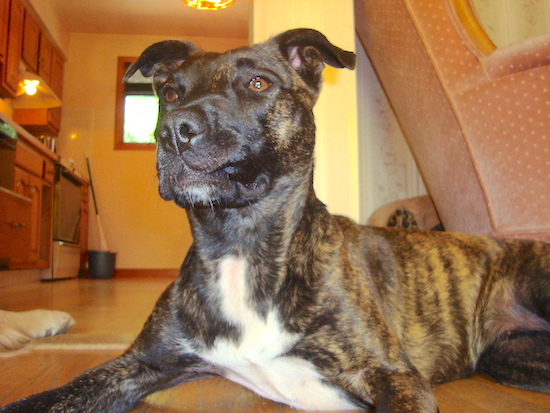 A dark brown brindle dog with a white chest, rose ears, brown almond shaped eyes and a dark face laying down on a hardwood floor