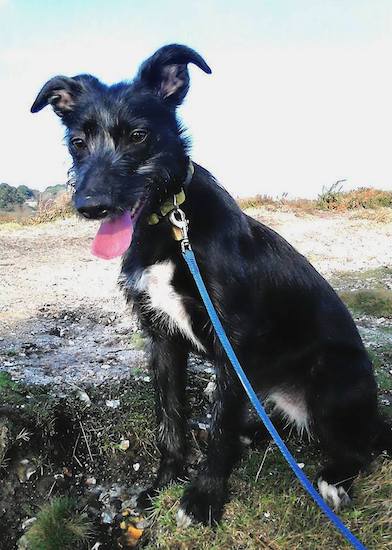 A wire-looking, but soft coated black dog with longer hair on her face and white patch on her chest sitting down at a beach