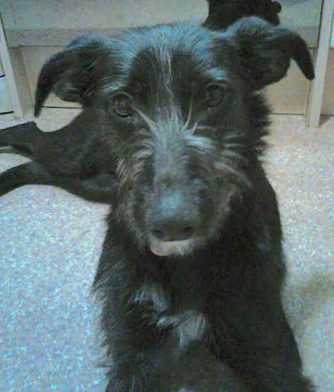 A black dog with white and gray longer hairs coming from her face, rose ears and a white patch on her chest laying down inside a house