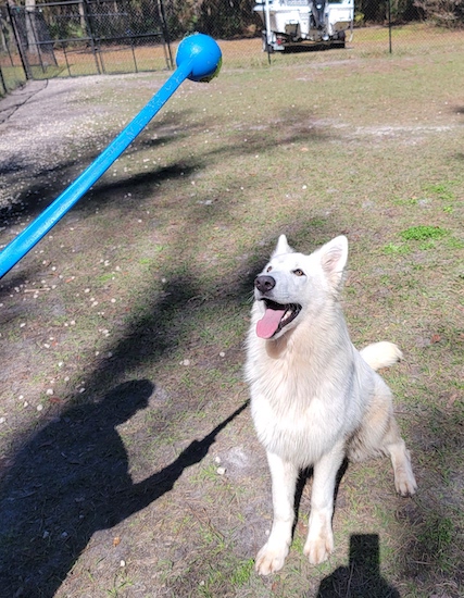 An adult large, long-coated, white shepherd dog sitting down waiting for someone to throw a tennis ball out of a ball thrower