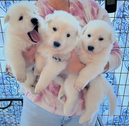 A person holding three large breed, fluffy, white puppies