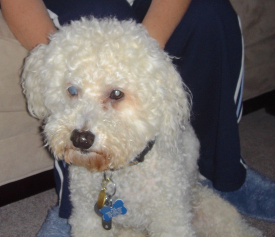 A curly-coated, fluffy, soft white dog with a round head, black nose and blue cataract eyes
