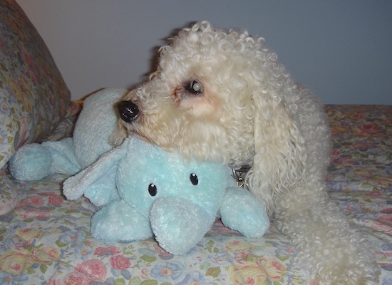 Side view of a wavy-coated, tight curly fur with his head on a plush toy looking to the left with a cataract in his eye