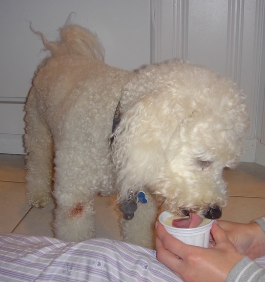 A small white wavy-coated little dog with long hanging fluffy ears licking out of a plastic cup containing a frozen treat in it that someone is holding