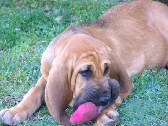 A large breed, tan and black wrinkly puppy with extra skin and droopy eyes laying down in grass chewing on a plush toy