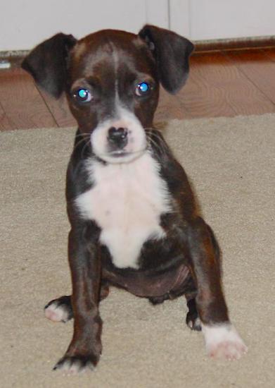 A small brown brindle puppy with a white chest and white on her snout sitting down