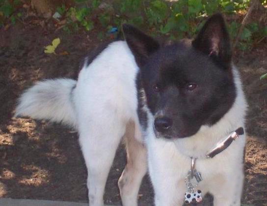 A black and white dog with a big head and small pointy stand up ears with a fluffy tail standing outside