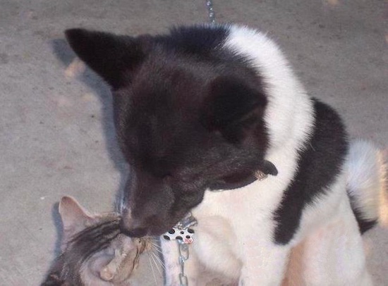 A black and white dog sitting down smelling a gray tiger cat's head