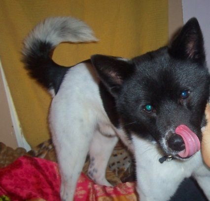 A black and white dog with a large thick head and a tail that curls standing up licking his lips