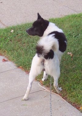 The back end of a black and white dog with a fluffy tail that curls up over his back standing outside