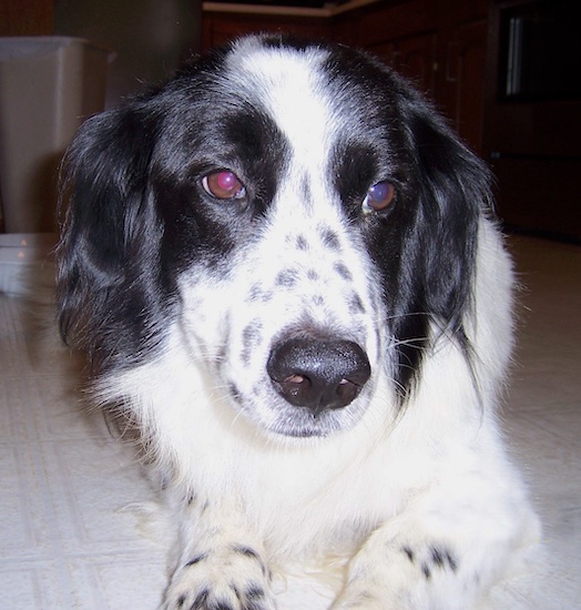 A longhaired white and black dog with black ticking on his muzzle, brown eyes and a black nose with short front legs laying down