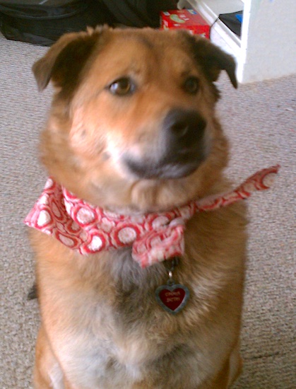 A thick-coated fawn dog with darker markings a black nose and brown eyes wearing a red and white bandanna sitting down