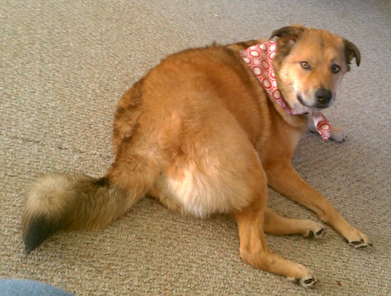 A large breed red/fawn colored dog with black on her rose ears and a long black-tipped fluffy tail laying down
