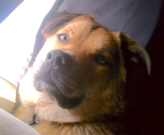 Close up head shot of a fawn dog with small fold over ears that hang to the sides, a black nose and brown eyes sitting in front of a window