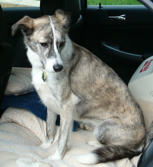 A brown brindle dog with a white chest, white tipped paws and a white tipped tail with a white stripe down his face sitting on the back seat of a car next to a red and white cooler