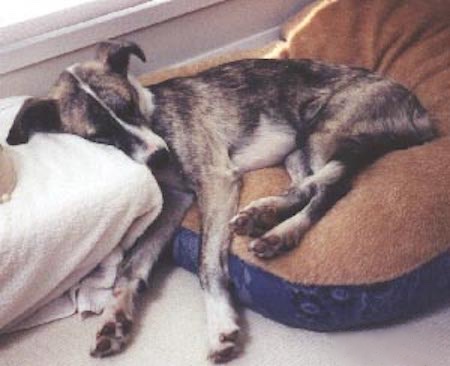 A black and brown brindle patterned dog with white on his belly, face and front paws laying down sleeping