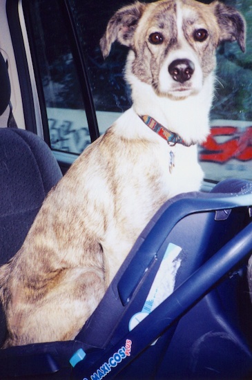 A tan brindle and white dog sitting in a car inside of a baby car seat
