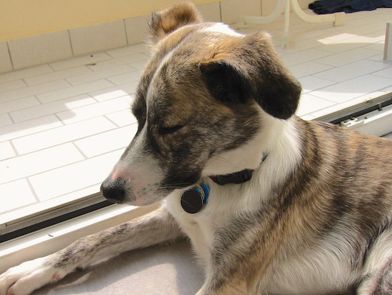 A brindle and white dog with rose ears that fold out and down to the sides, a long thin muzzle and a black nose laying inside a house next to a window in the sun