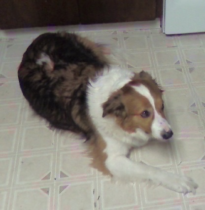 A tricolor, thick-coated, longhaired tan, white and black dog laying down on a kitchen floor